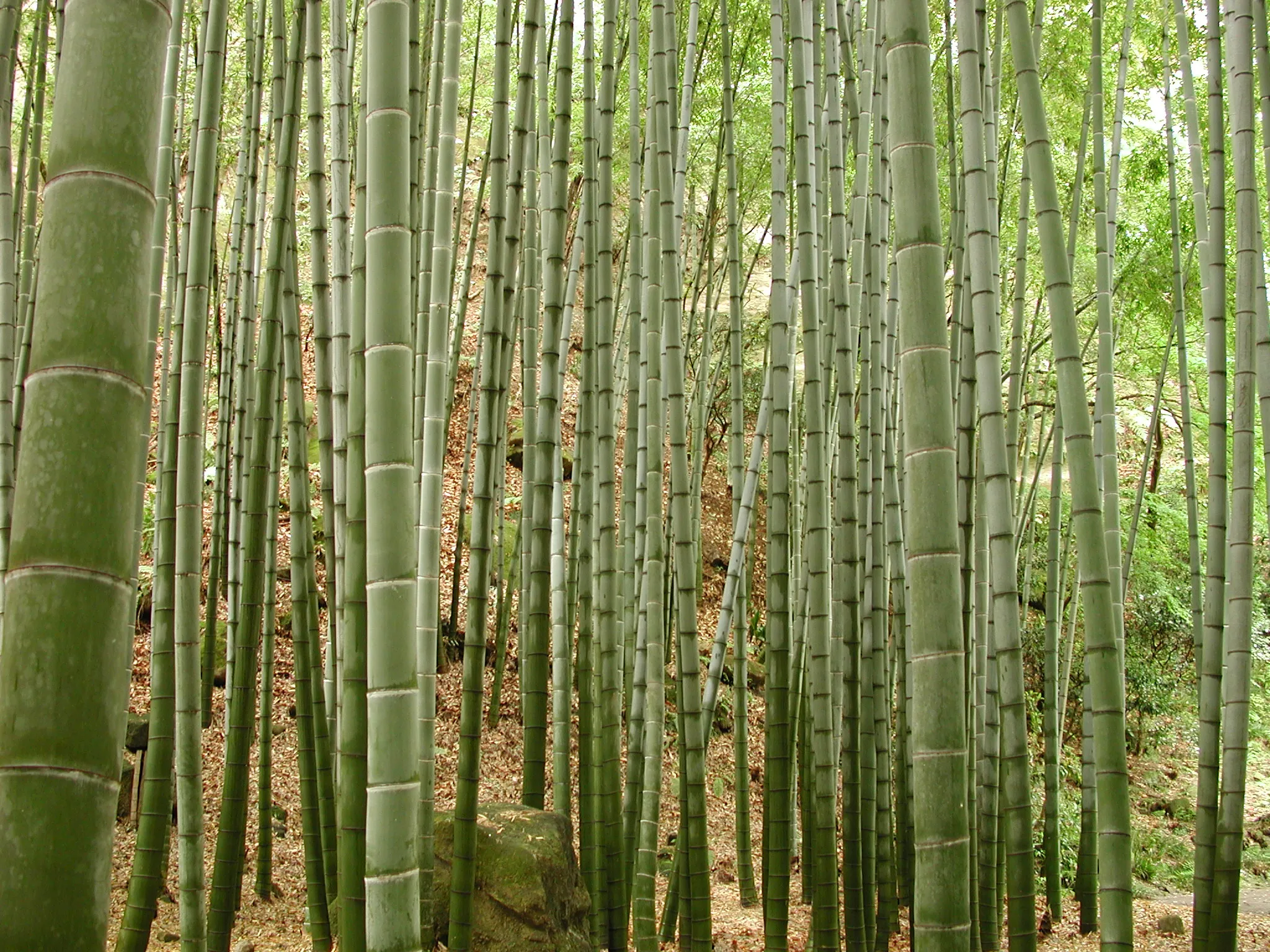 A dense bamboo forest